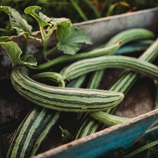Painted Serpent Cucumber - 25 Seeds - Unique Striped Cucumber Variety, Great for Slicing, Non-GMO, Heirloom Cucumber Seeds for Planting in The Home Garden, Thresh Seed Company