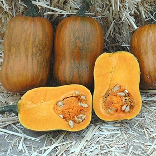 Calabaza Butternut Honeynut 20 semillas de tamaño más pequeño mayores rendimientos que los Butturnuts