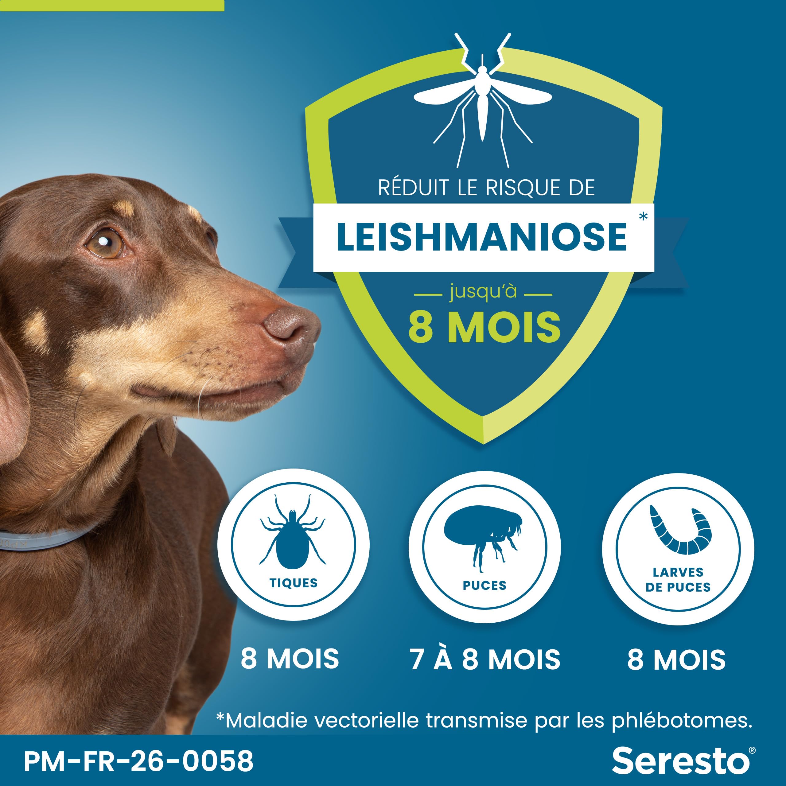 Seresto Collier Petits Chiens – 2 Colliers anti puces et anti tiques longue durée pour petits chiens de moins de 8kg – Protection leishmaniose, tiques, puces continue pendant 7 à 8 mois – Gris