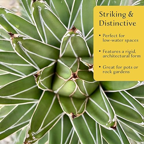 Miniatura 3 de 2 agave King Ferdinand en cubos de vivero de 2.5 pulgadas (Agave ferdinandi-Regis)  Suculenta de hoja perenne para xeriscaping, jardines de rocas y