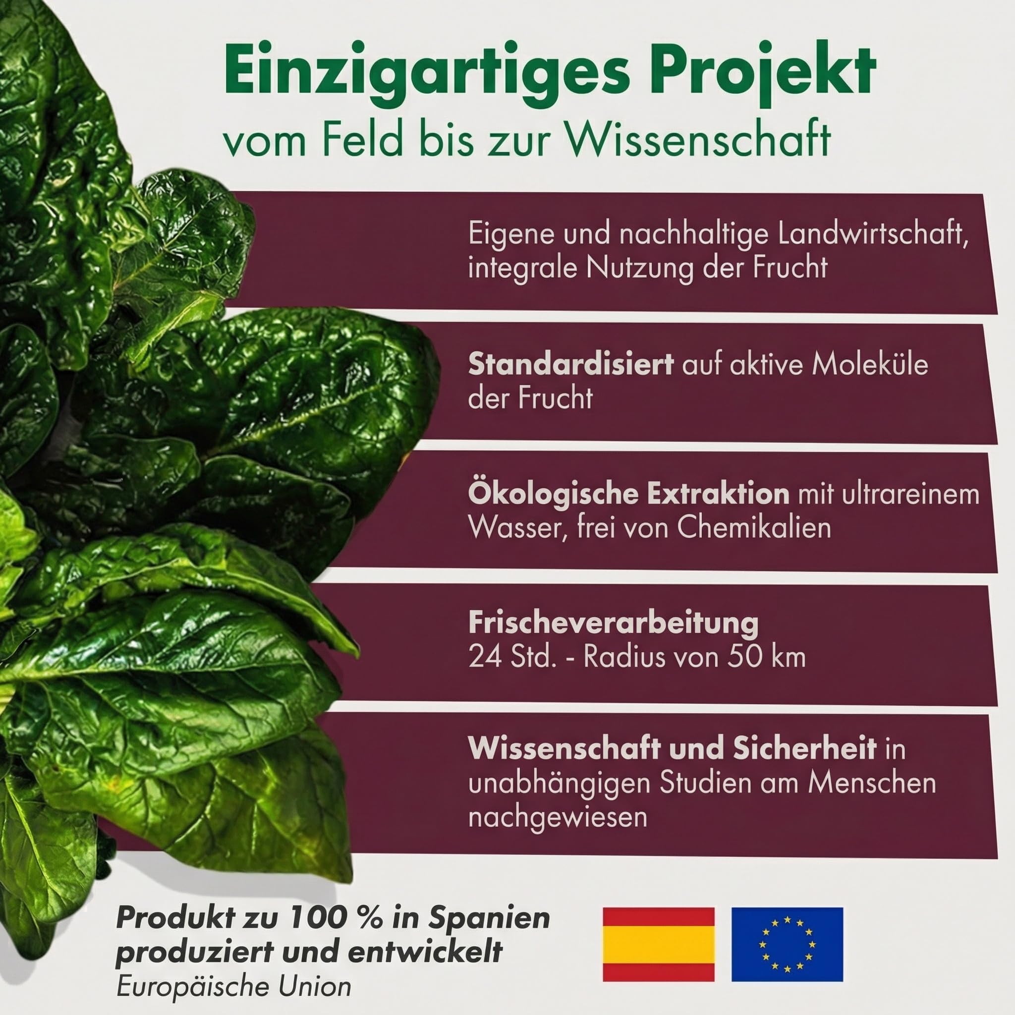 Granatum Plus - Spinatextrakt - 20-Hydroxyecdysone - Nahrungsergänzungsmittel - Stoffwechselwohlbefinden - Sportliche Leistung - Muskelmasseaufbau - 1 Box 60 Kapseln