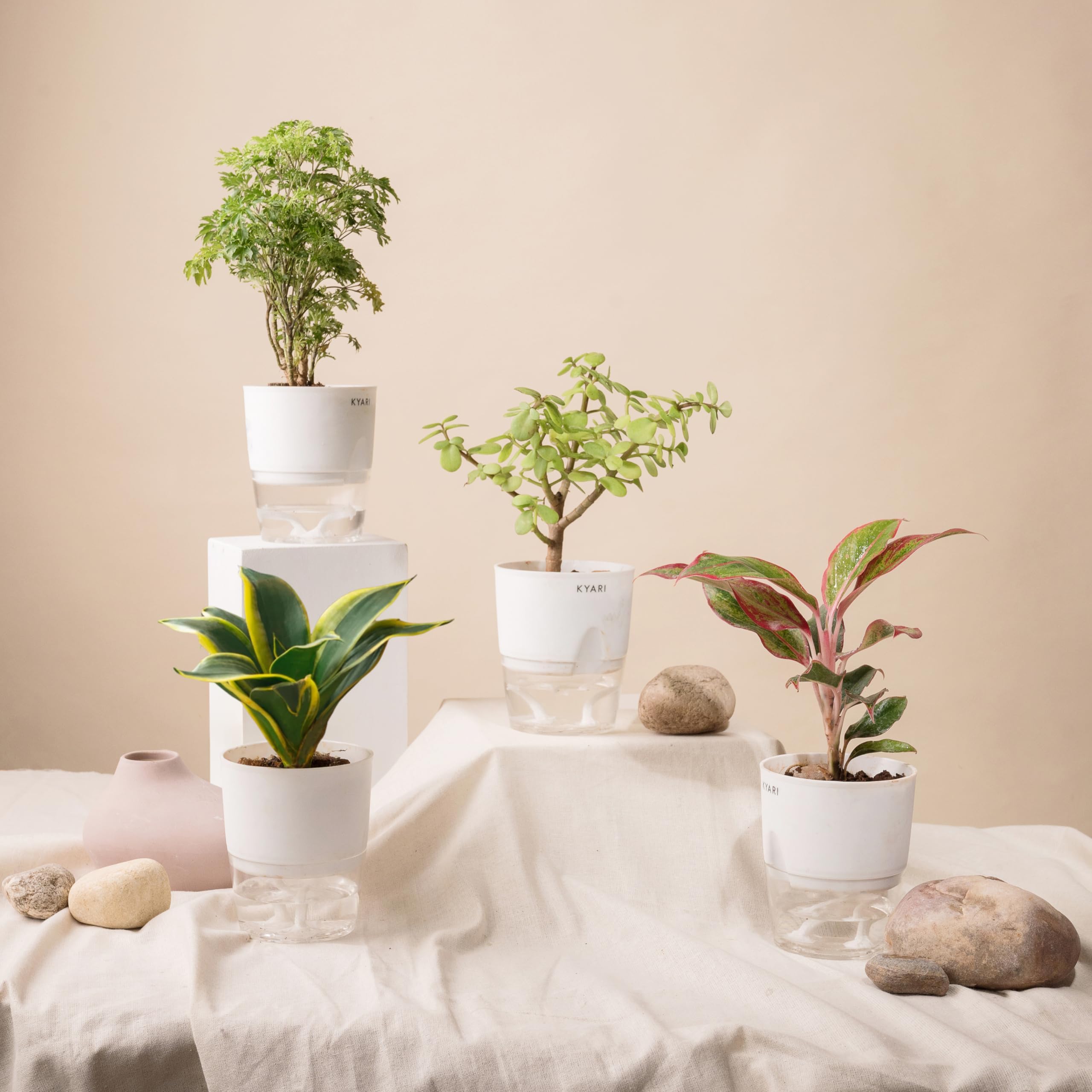 UGAOO Combo of 4 Indoor Live Plants for Home Decor with Pot - Crassula ...