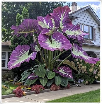 Excellent Display, Alocasia Bulbs, Easy to Plant/Flowering Rhizome, Elephant Ear Bulbs/Wedding Flowers/Good for Containers-3 Bulbs-B