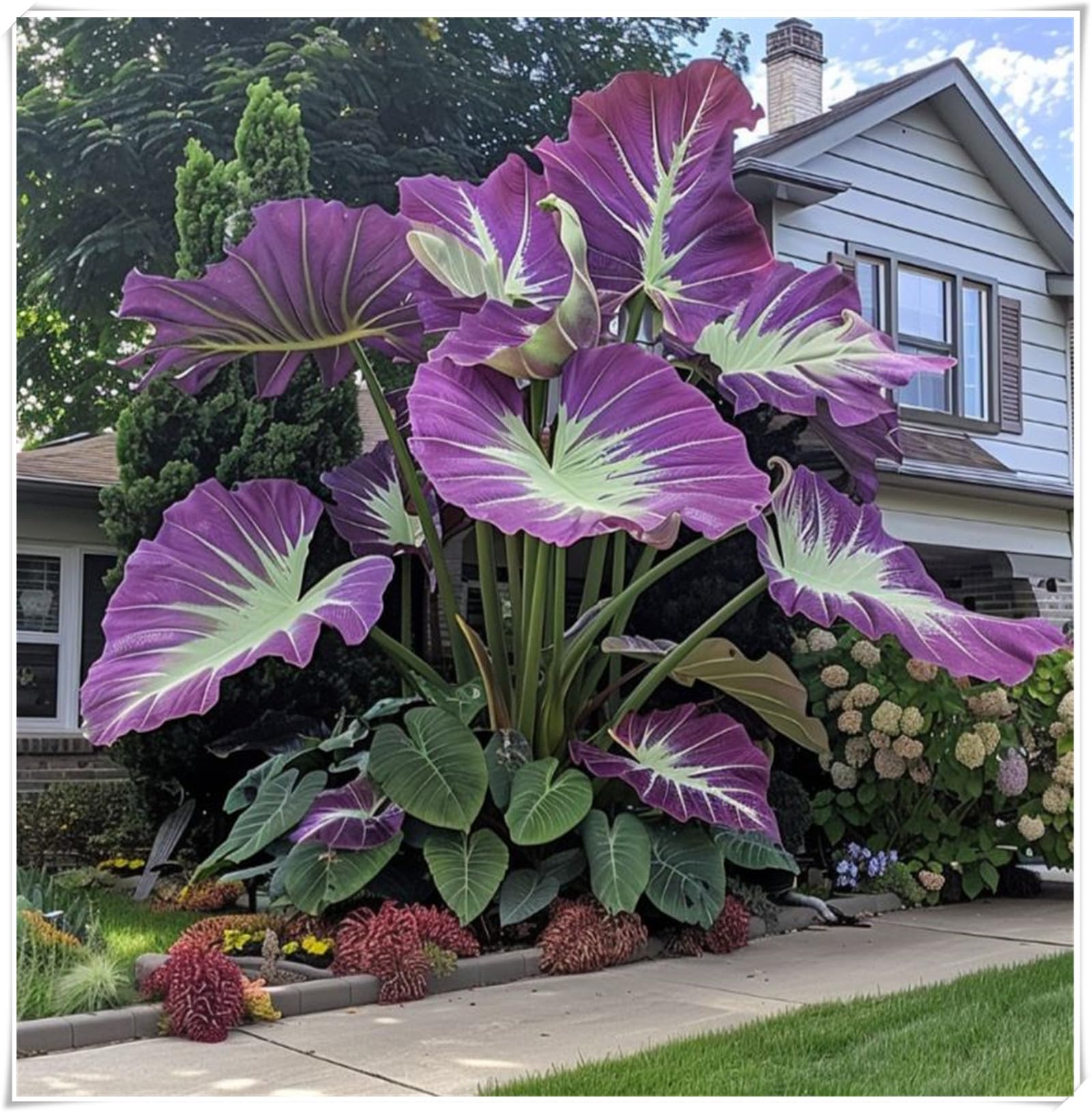 Excellent Display, Alocasia Bulbs, Easy to Plant/Flowering Rhizome, Elephant Ear Bulbs/Wedding Flowers/Good for Containers-3 Bulbs-B