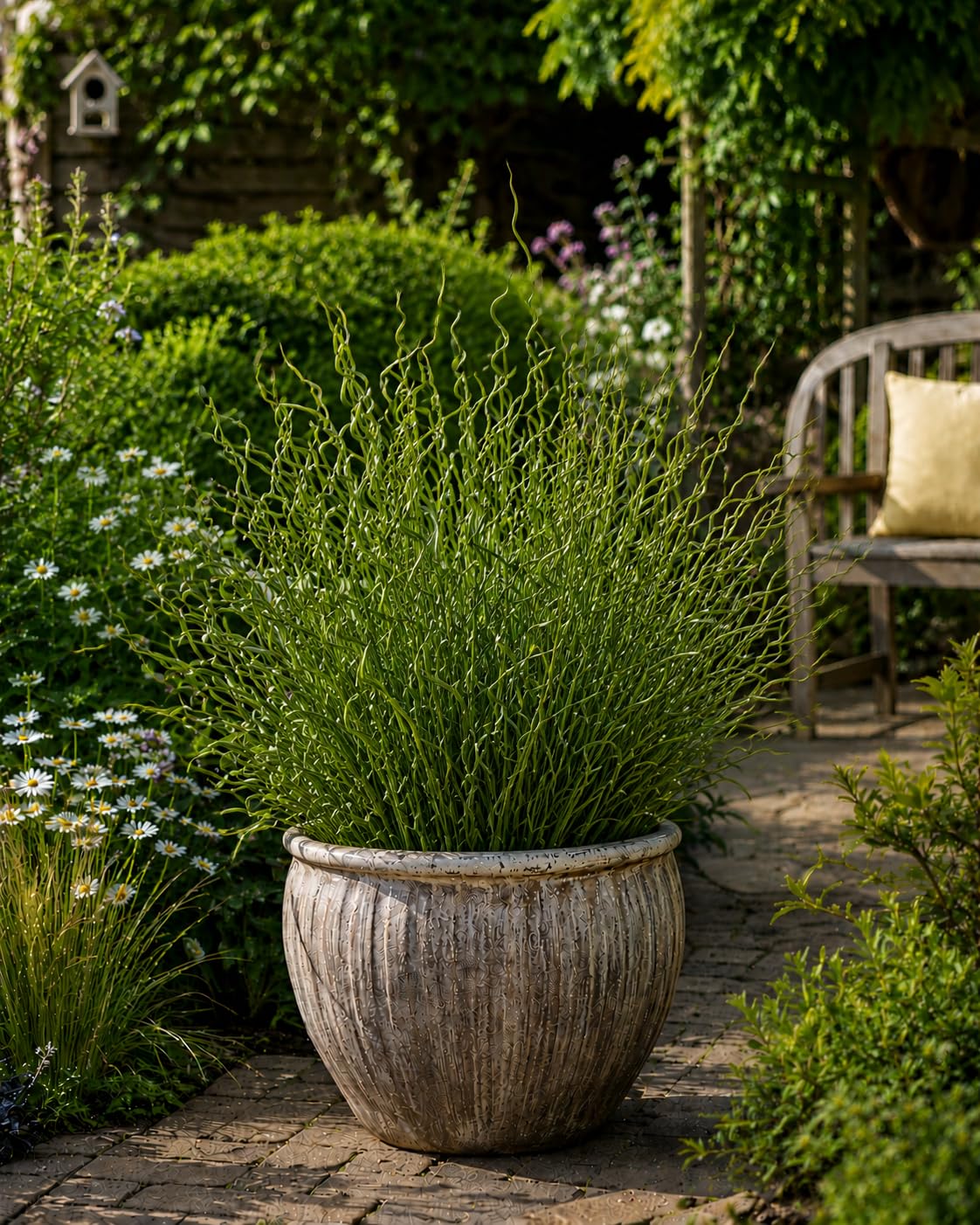 Spiral Grass Garden Ready Plant in 1.5 Litre Pot