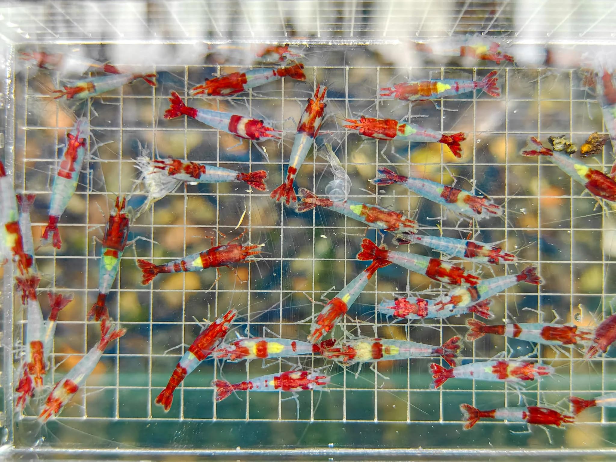AquaBreedingSkill Lot de 10 Crevettes – Crevettes Vivantes pour Aquarium – Naines Neocaridina, Habitants Pacifiques pour Aquariums, Taille 1,5-2 cm (Red Rilli)