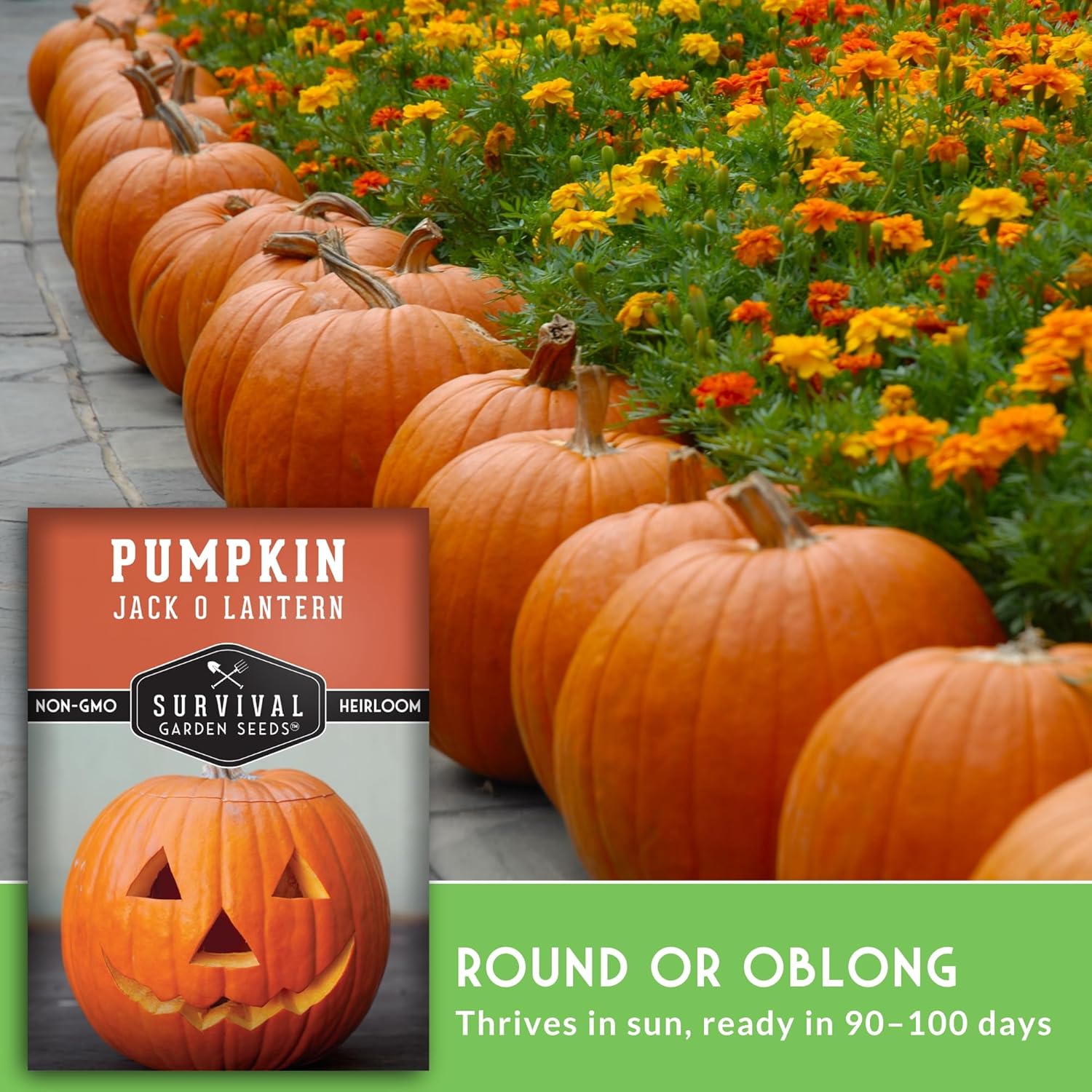 Best Gardening Supplies - Jack O'⁢ Lantern Pumpkin Seeds Review