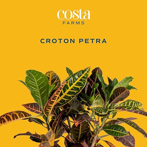 Miniatura 2 de Costa Farms Croton Petra - Plantas vivas (paquete de 2), plantas de interior y exterior en macetas, mezcla de tierra para macetas, plantas