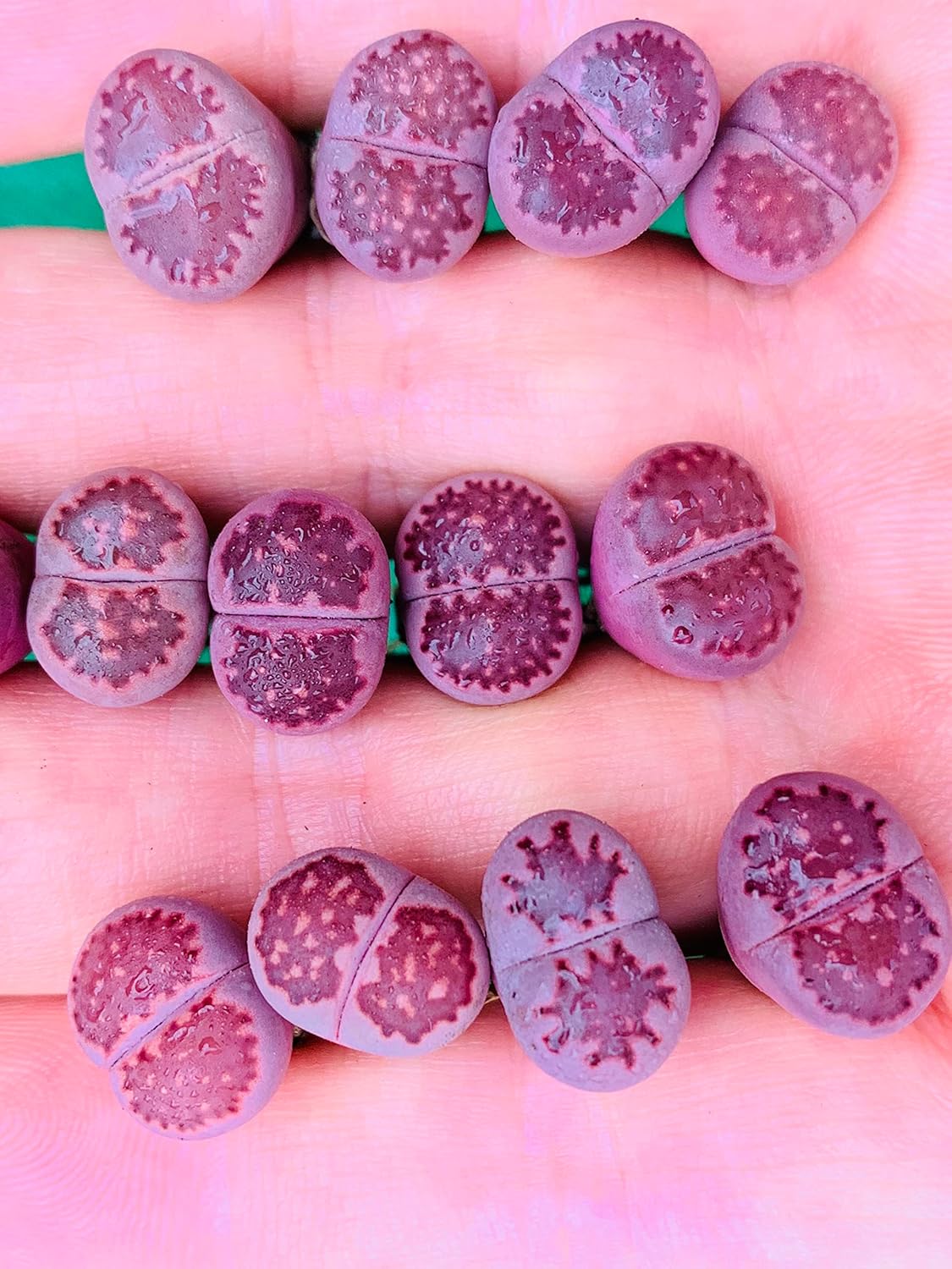 Pack of 3 Rare Lithops Salicola 'Sato's Violet' Bacchus Purple Color Living Stone Plant (Medium)