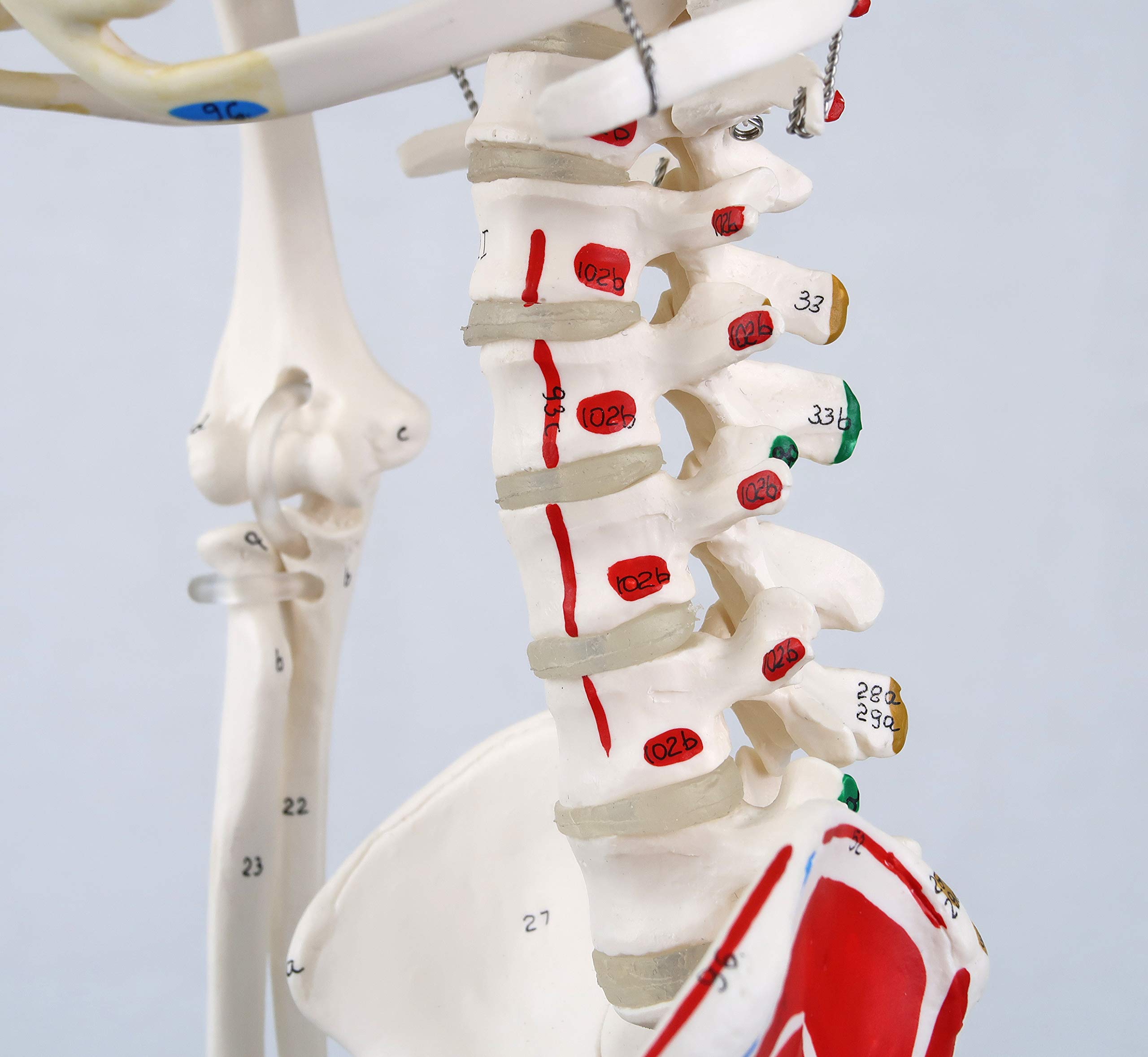 3B Scientific A18/5 Mini-Squelette "Shorty" avec Muscles Peints, sur Socle + Application anatomie gratuite - 3B Smart Anatomy