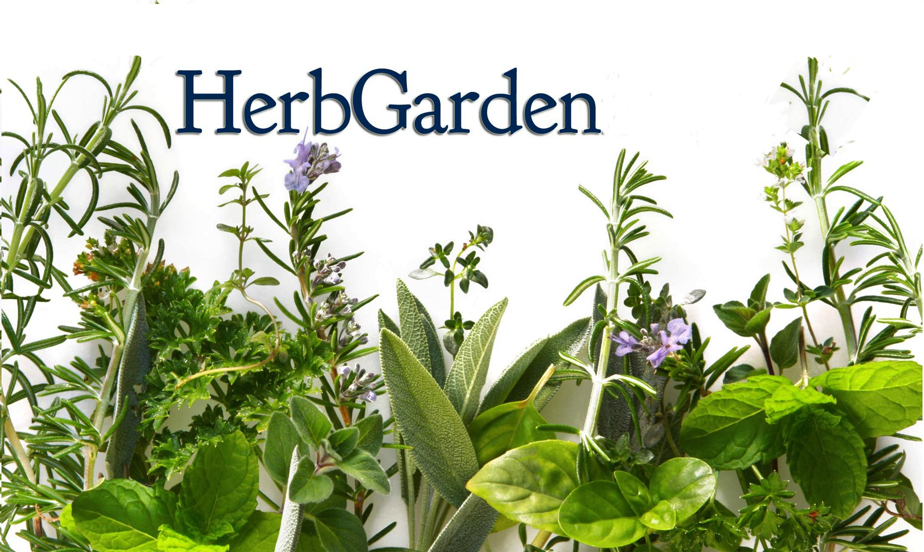 Indica Super Agri Green Combo of 4 Herb Seeds - Basil, Rosemary, Oregano and Thyme (B01F5UCXG8) Amazon Price History, Amazon Price Tracker