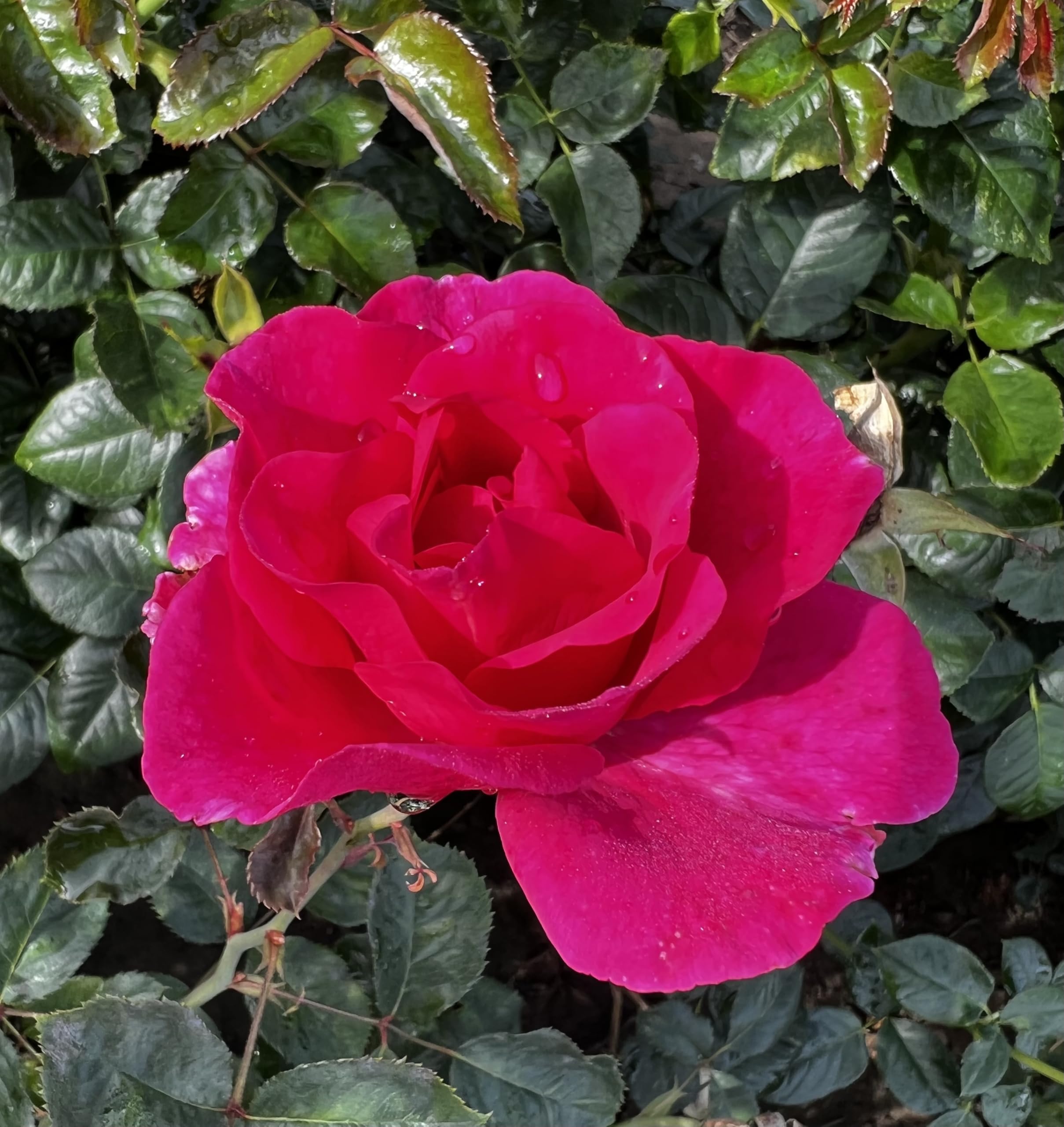 Rosa 'Princess Alexandra' 4L Potted - Beautiful Large Magenta Blooms - Renaissance Rose