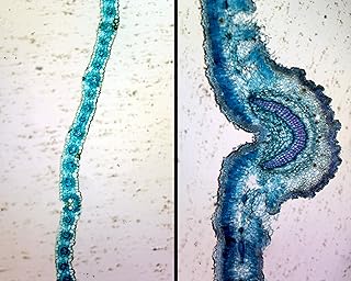 Monocot and Dicot Leaf Epidermis in Comparison - Microscope Slide
