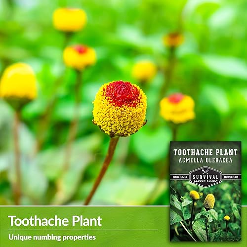 Miniatura 3 de Semillas de plantas para el dolor de muelas para plantar, 1 paquete con instrucciones para plantar y cultivar margaritas eléctricas en el jardín de