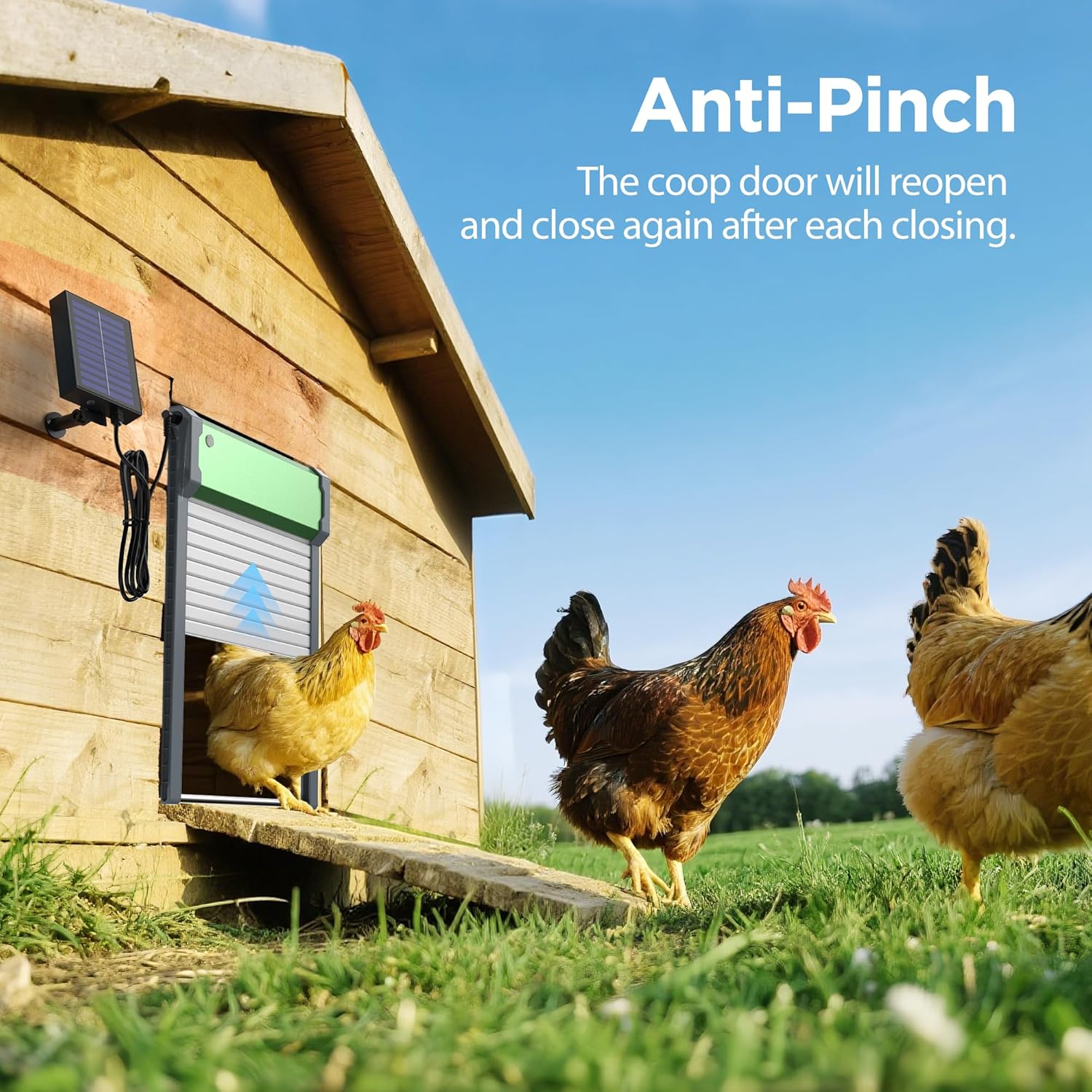 Automatic chicken coop door demonstrating the anti-pinch function as chickens approach the closing door.