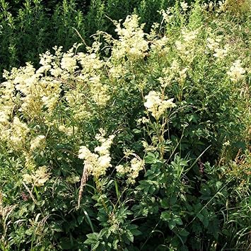 Meadowsweet Seeds Filipendula ulmaria Packet of 20 Seeds