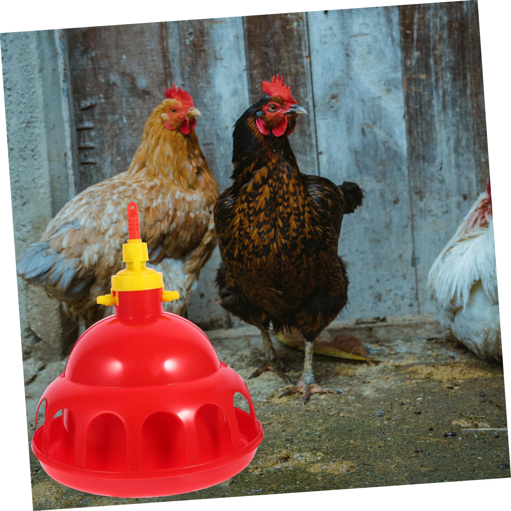 ifundom Bebedero para Mascotas Automático y Espesado para Gallinas y Aves De Corral Fácil De Usar
