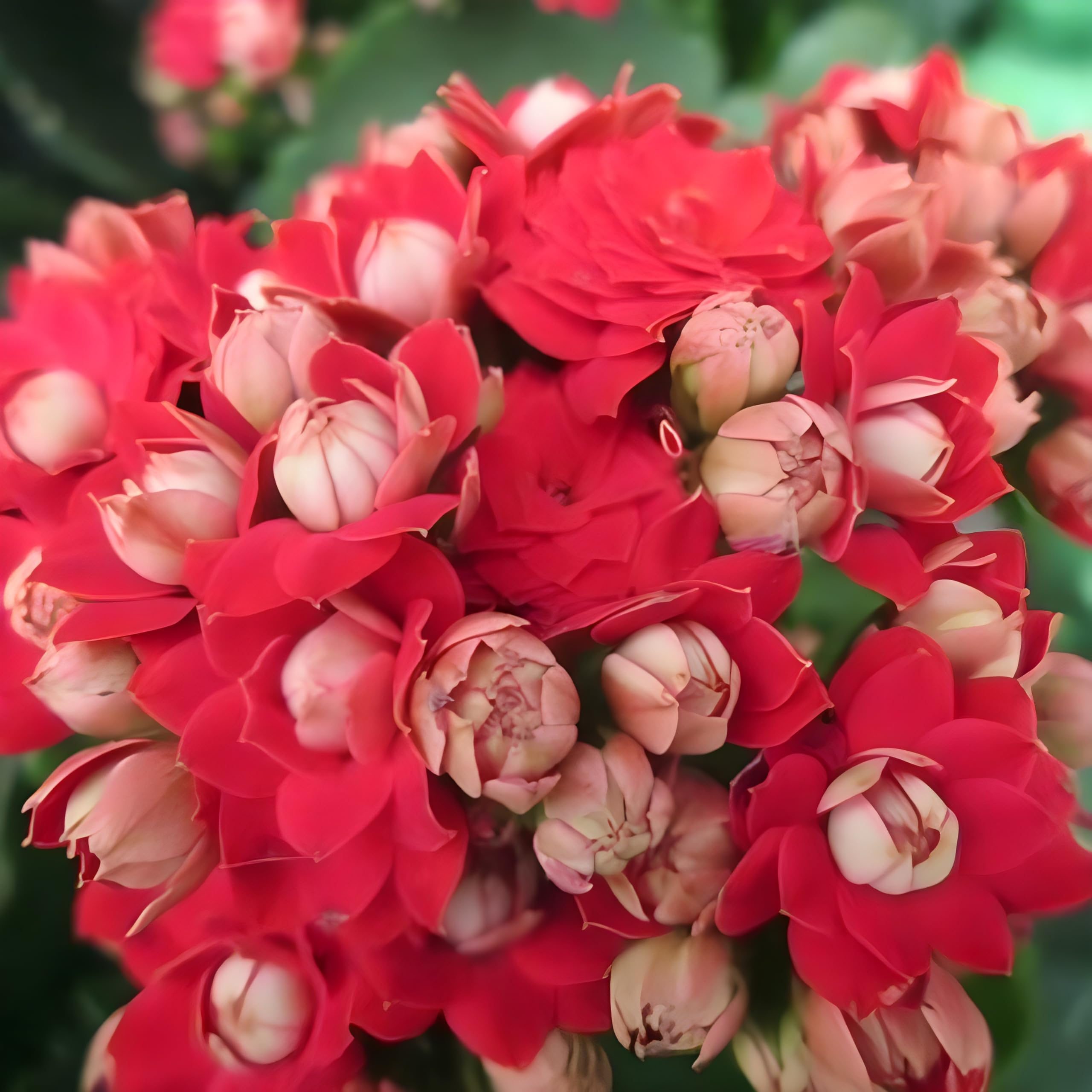 GreenCaart Live Kalanchoe Flower Double Petals RED Hybrid variety Flower Plant Indoor/Outdoor Air Purify Plant Pack of 1 (B0CXQ5WBGV) Amazon Price History, Amazon Price Tracker
