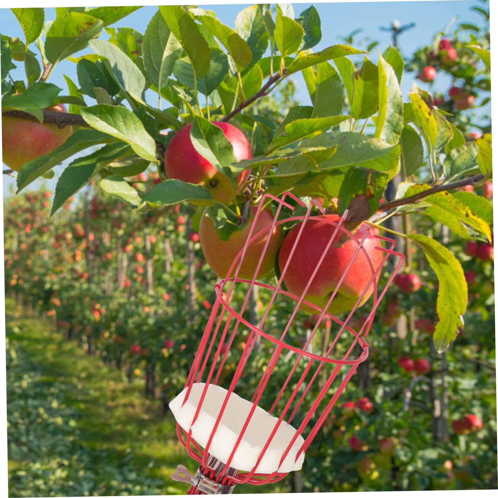Cueilleur De Fruits Amovible Outil De Cueillette Portable Perche Acier Inoxydable Attrape-Fruits pour Verger Parc Ferme Jardin