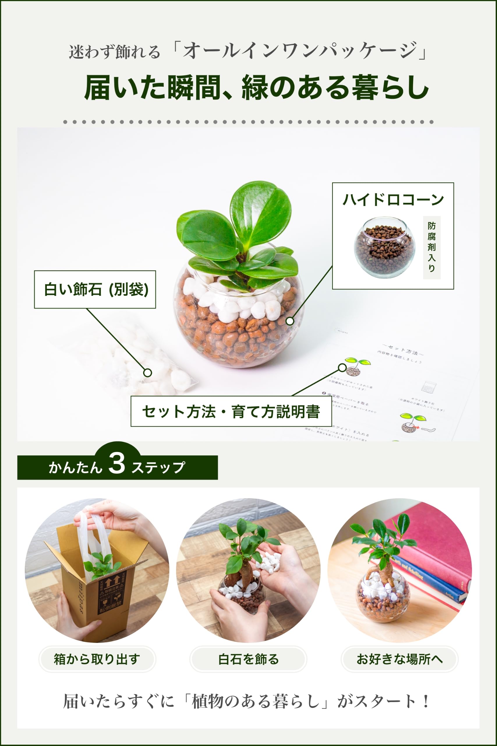 Amazon｜[ miipas ] ペペロミア ハイドロカルチャー 観葉植物 本物