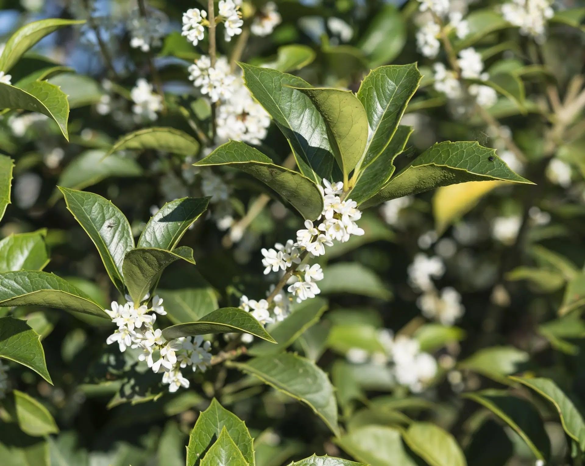 Osmanthus aquifolium Arbusto Ornamentale da Giardino Sempreverde con Fiori Bianchi Profumati, 150-160 cm, Vaso 24