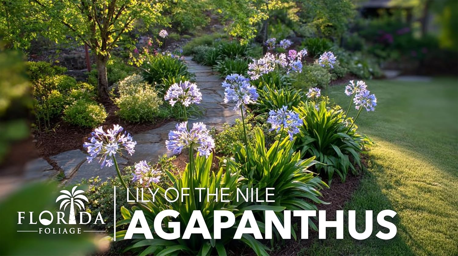 Agapanthus Africanus Blue Lily of the Nile | 10 Live Plants | Drought Tolerant, Long Blooming, Perennial Flower, Ornamental Garden, Pollinator Friendly, Easy Care, Evergreen Foliage