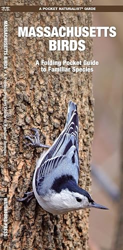 Massachusetts Birds: A Folding Pocket Guide to Familiar Species (Wildlife and Nature Identification)