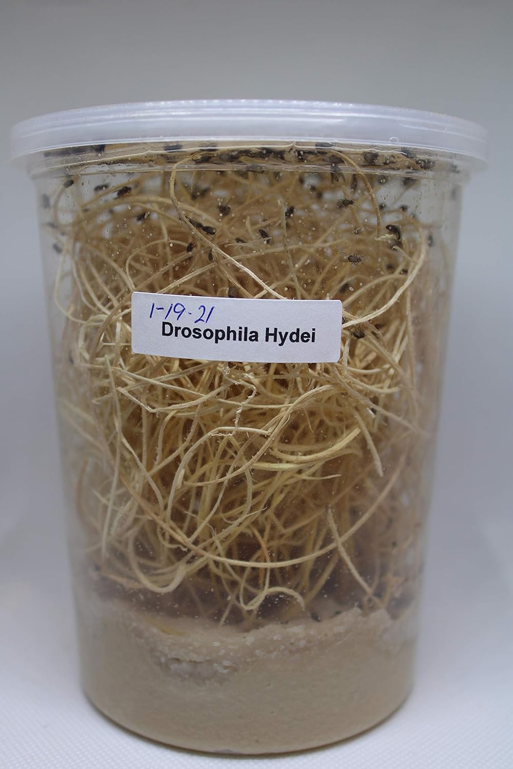 Buy Fresh Fruit Fly Culture Drosophila Hydei Praying Mantis Mantid