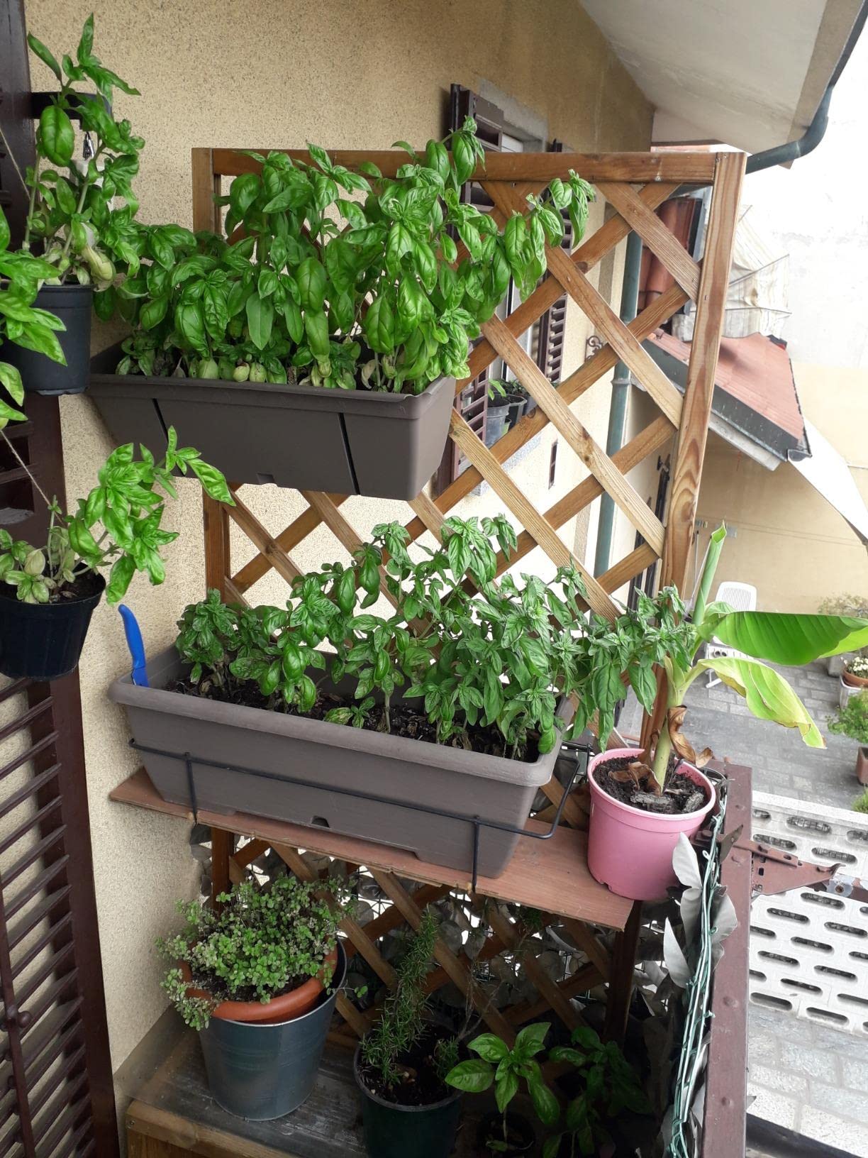 Fioriera in Legno con Pannello 180x90 cm grigliato a Rombi e Vaso portafiori da Giardino Azalea