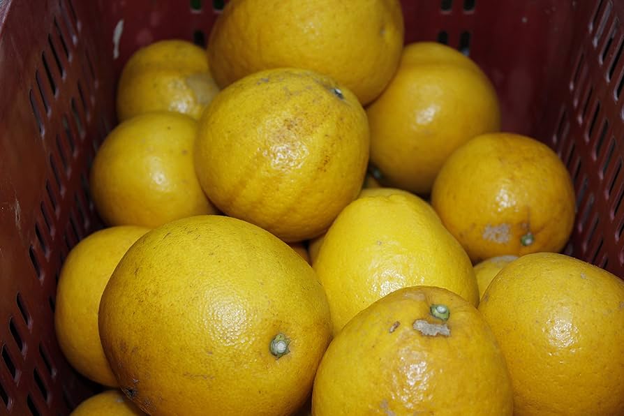 愛媛産 河内晩柑 20キロ 訳あり 河内晩柑・訳あり20kg M〜4L（10kg×2箱）みため×おいしさ