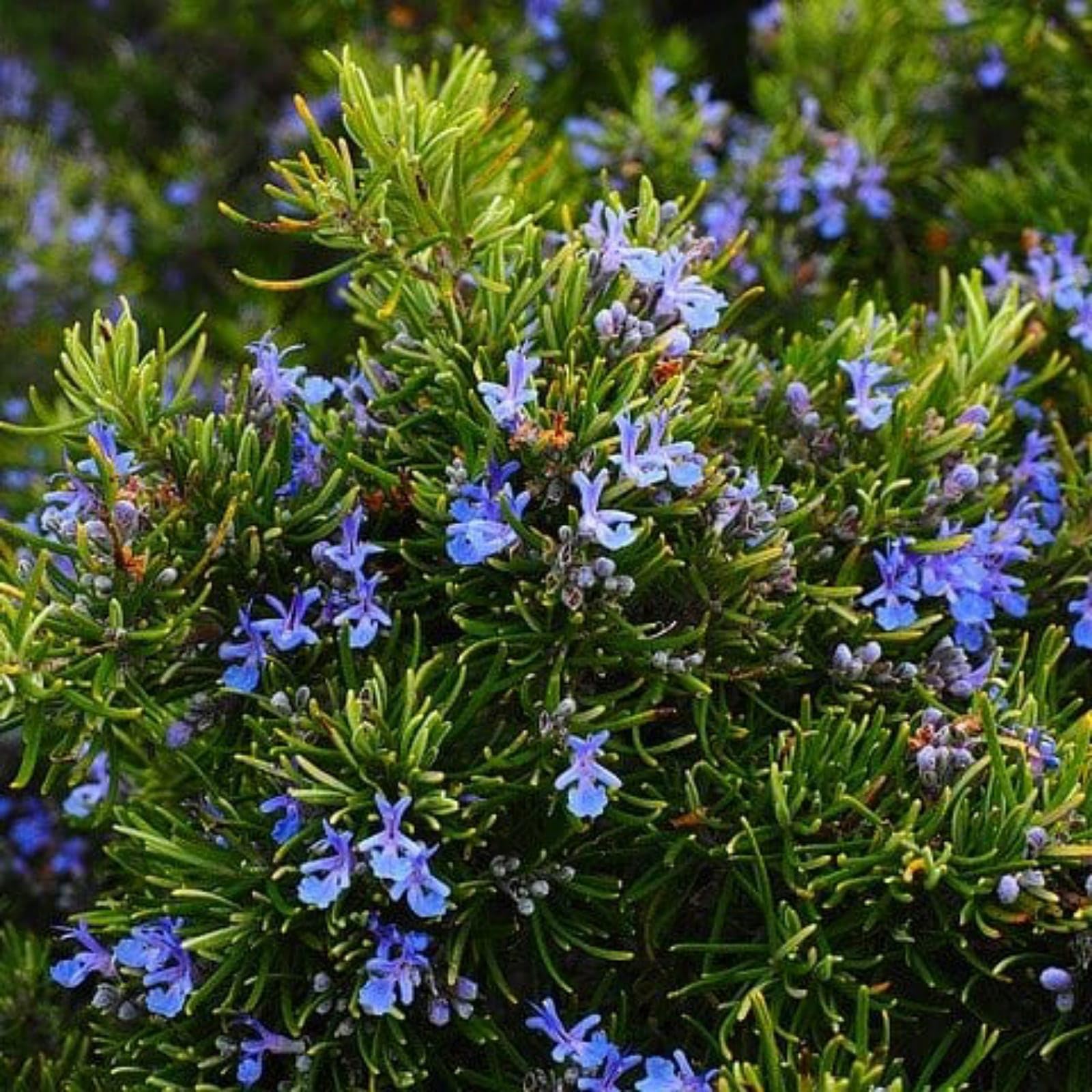 Gurveplantationi Rosemary Herb Outdoor Plant Evergreen herb plant, for Home Terrace and Kitchen Indoor Gardening Plant Rosmarinus Officinalis, Salvia (Gulmehandi) With Black Nursery Pot, (B0CSXCJCGT) Amazon Price History, Amazon Price Tracker