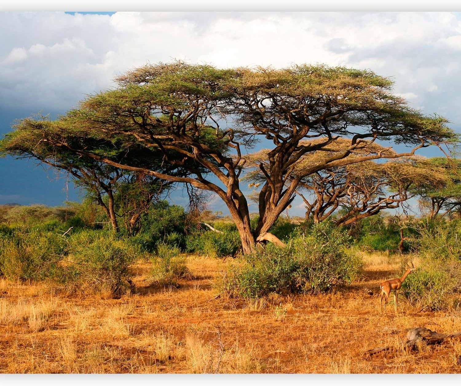 artgeist Wall Mural Landscape 96x76 in - Peel and Stick Self-Adhesive Wallpaper Removable Large Sticker Foil Wall Decor Print Picture Design Image Savanna Africa Nature Tree 100403-143