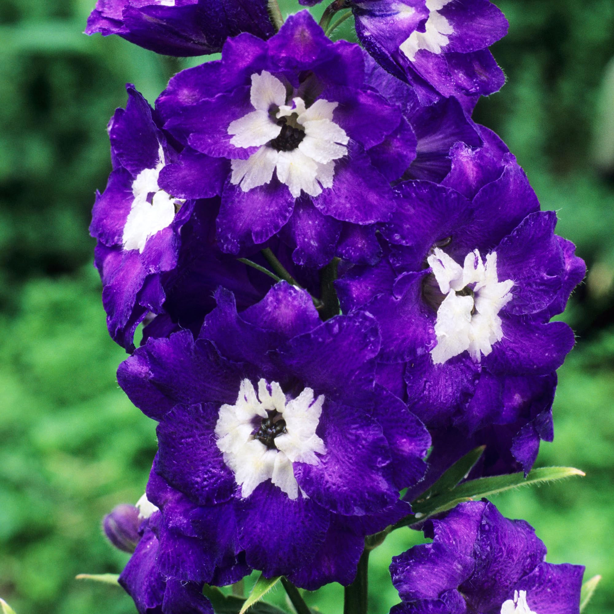 Delphinium King Arthur - Summer Flowering Border Plants Outdoor Garden Ready - Larkspur Plants for Patio Pots or Outdoor Garden Bed - Flowers to Plant for Bees and Butterflies (9cm Pot, 20-30cm)