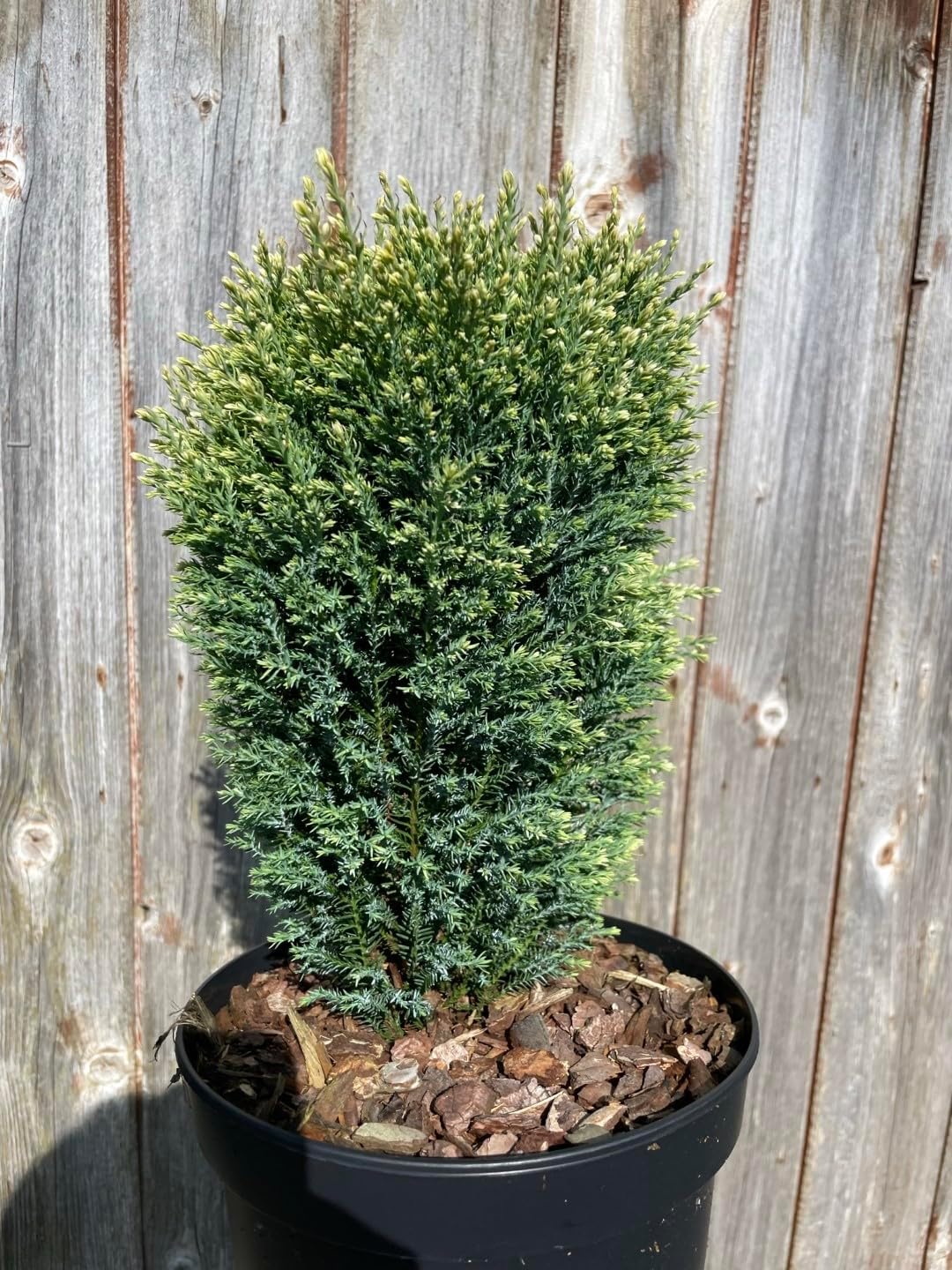 Lawson Cypress 'Snow White' Conifer Tree Chamaecyparis lawsoniana
