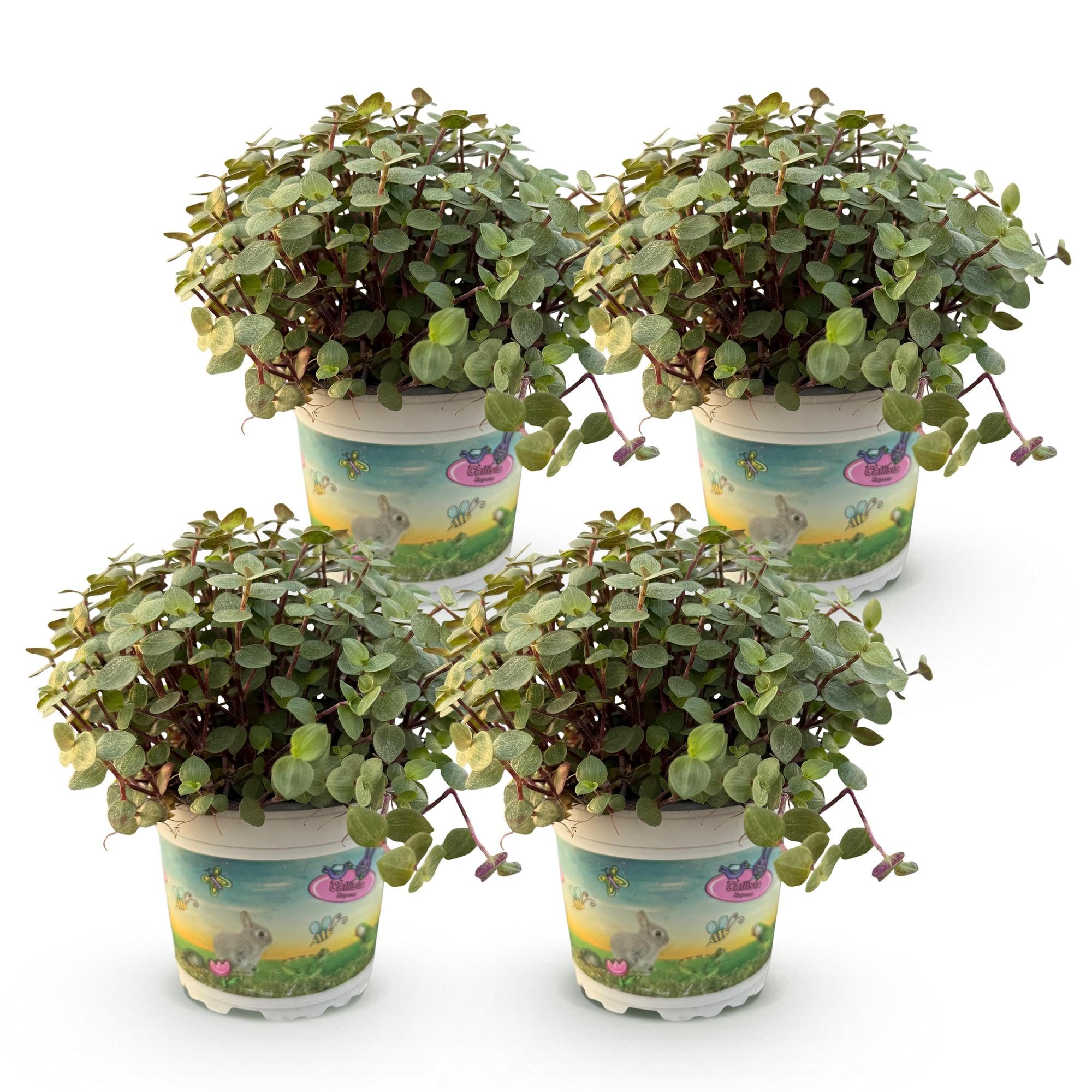 Calissia Repens Pianta da Interno, per Casa, Verde, Set da 4, Vaso 12cm