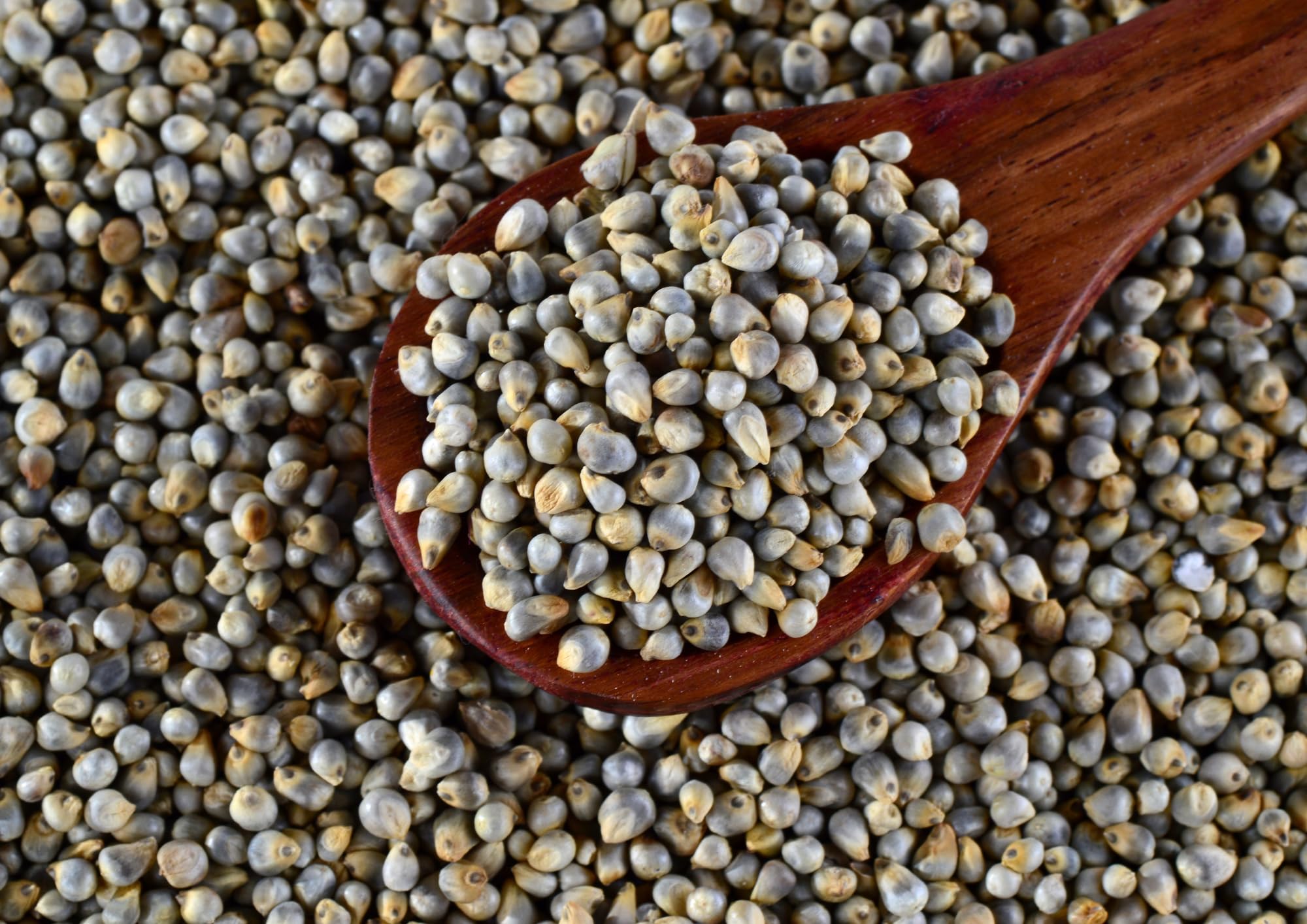 Wings Pearl Millet (Bajra) Seeds Bird Food | 2.5kg for Doves, Sparrows, Budgies, Lovebirds, Cockatiels, 2.5kg Economic Pack (B09FGSQ6LX) Amazon Price History, Amazon Price Tracker