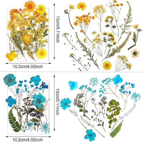 Miniatura 4 de Flores prensadas de resina para molde de resina, hojas de flores secas de margaritas reales naturales con pinzas para álbumes de recortes,
