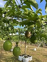 Vista 4 de PF FARM Mezcla de tamaño morado oscuro fresco maduro fruta de la pasión Florida No.1 (2 docenas/24 unidades)