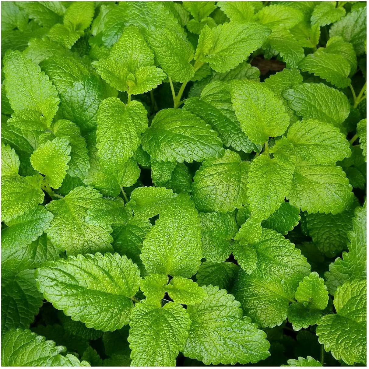Everwilde Farms - 1/4 Lb Organic Lemon Balm Herb Seeds - Gold Vault