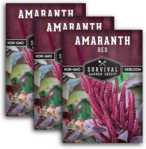 Survival Garden Seeds - Semilla de amaranto rojo para plantar - 3 paquetes con instrucciones para plantar y cultivar plantas gigantes de grano