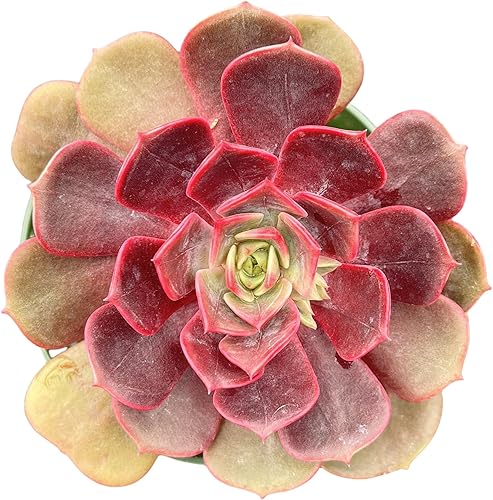 Sprout N Green Echeveria - Bata roja, 1 planta suculenta viva totalmente enraizada en maceta de 4 pulgadas, planta de interior y exterior, hogar,