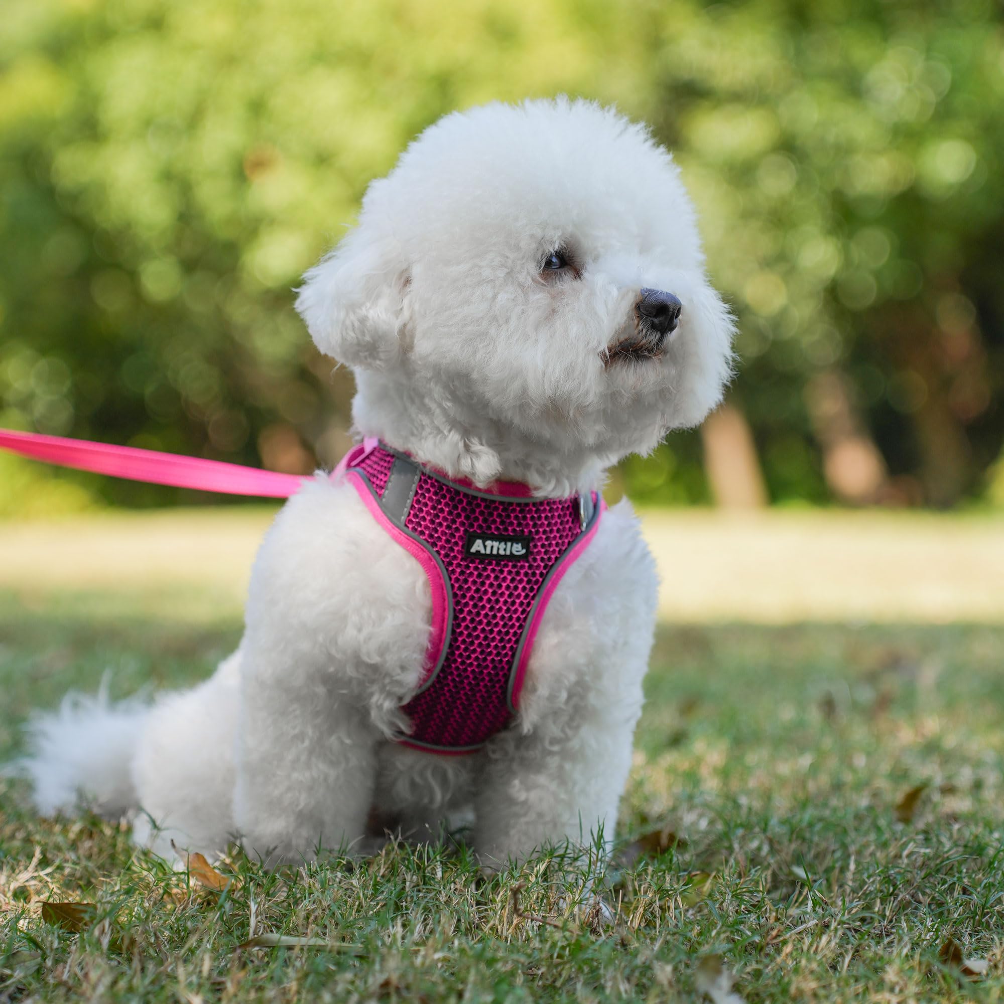AIITLE Dog Harness with Leash Set, All Weather Breathable Mesh, Reflective Stripes - Image 2