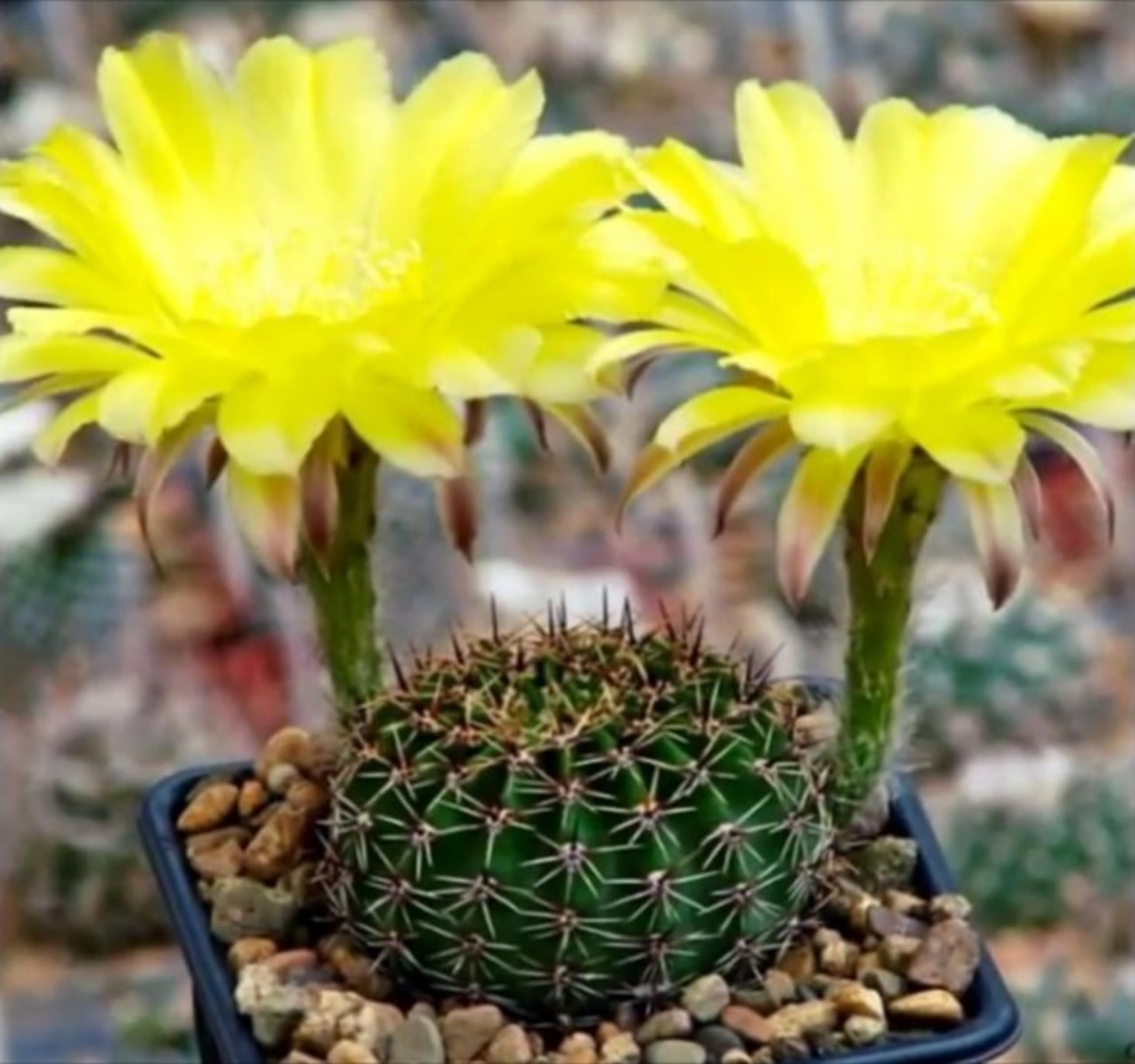 Ball Cactus – 1 Live Round Succulent Plant | Low-Maintenance Indoor Cactus for Beginners | Nice Gift for Plant Lovers, Home or Office Decor-image-24