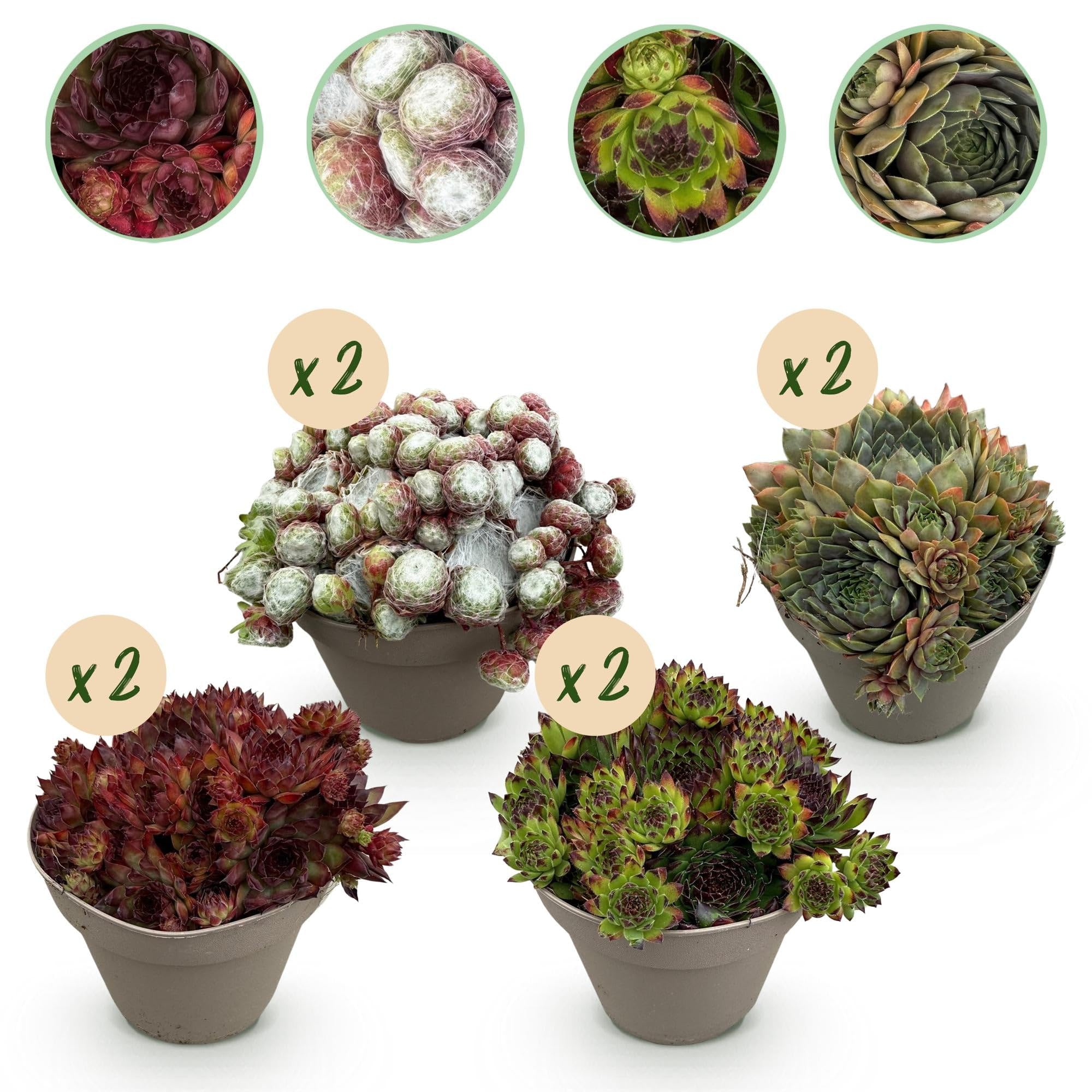 Sempervivum Big Sam – 4 piante – Resistente – Colori assortiti – Facile da pulire – Sempervivum Big Sam – Piante – Ø 14 cm H 17 cm