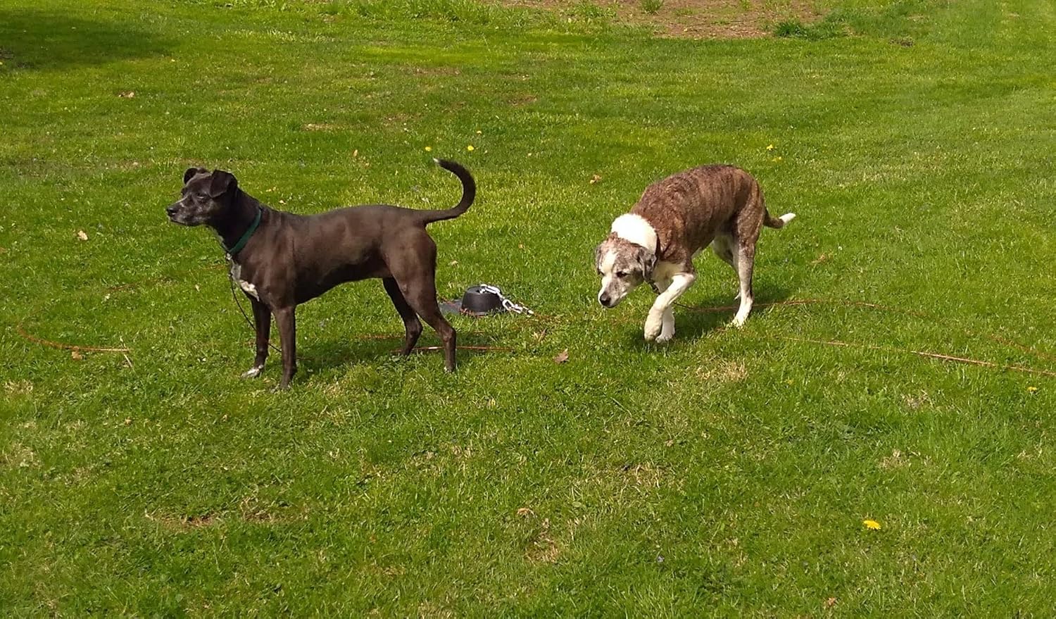 Unleash Freedom: Review of the Heavy Duty Tangle Free Two Dog Tie Out Stake