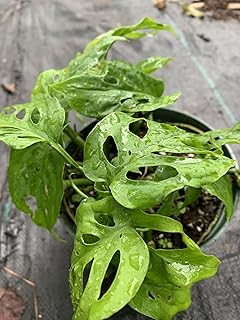 Monstera Swiss Cheese Live Plant 4 inch Pot NO Shipping to California
