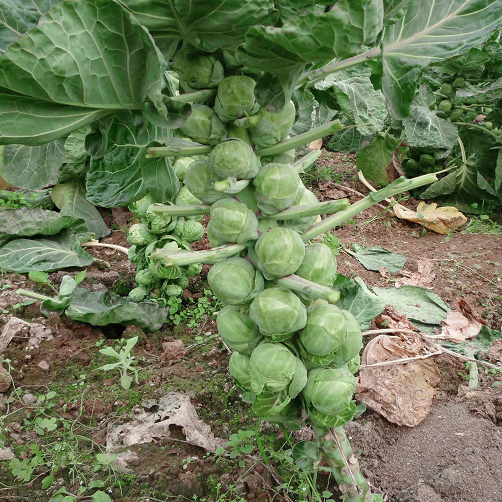 VibeX Hardy Brussels Sprouts Seeds -250 Seeds (B0B9Y3XW2Z) Amazon Price History, Amazon Price Tracker