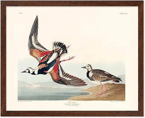 Miniatura 25 de Poster Master Póster vintage de colibríes, impresión de formas de arte retro en la naturaleza, arte de pájaros, regalo para él, ella y amante de los