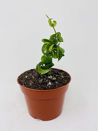 Hindú India Cuerda Planta- Hoya Exótica por: JMBAMBOO