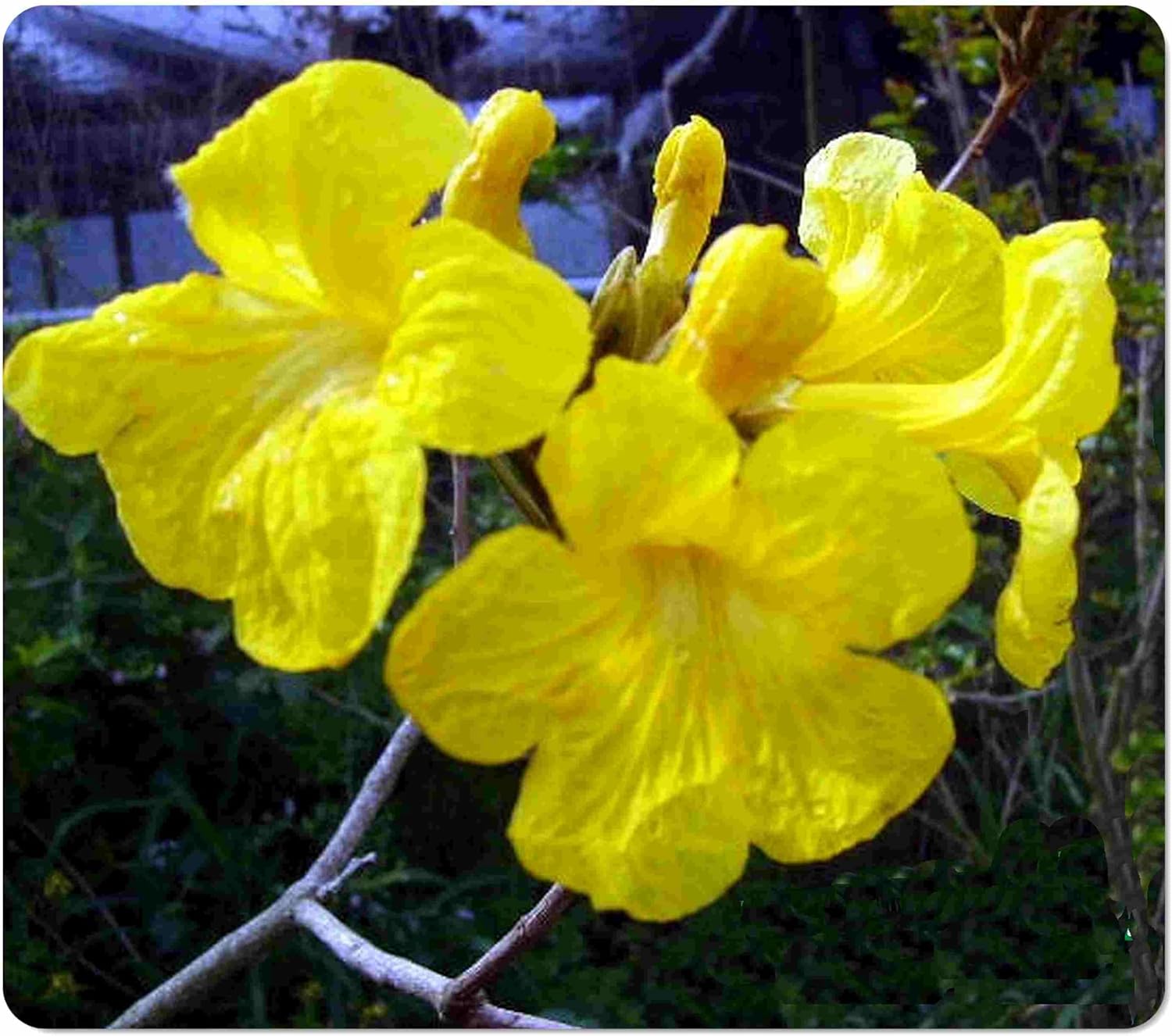 Golden Trumpet Tree - Tabebuia chrysotricha - Live Tropical Plant - Yellow Flower- Emerald Goddess Gardens - Starter Sz 4 Inch Pot